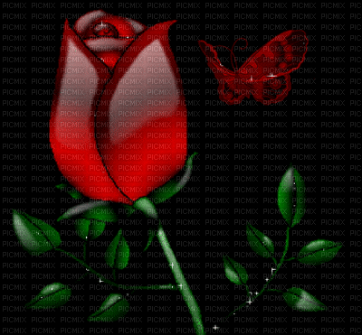rose - Ücretsiz animasyonlu GIF