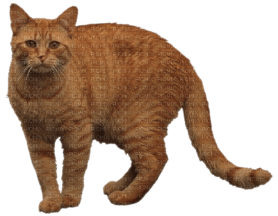Kaz_Creations Cat Kitten - nemokama png