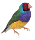 Vögel - PNG gratuit