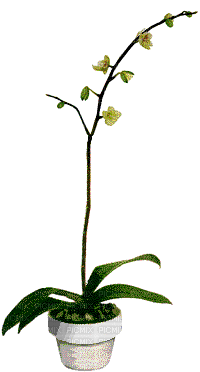 flowers anastasia - Gratis animeret GIF
