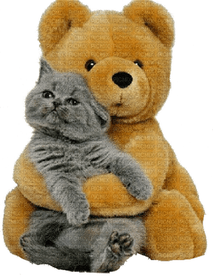 chat cat teddy fun - gratis png