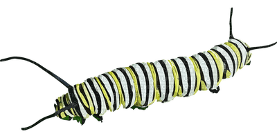 Caterpillar - Free PNG