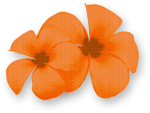 Flowers.Summer.Tropical.Orange - darmowe png