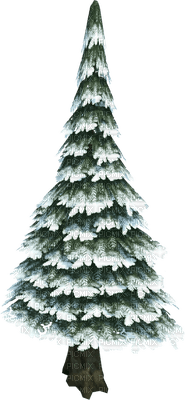 fir arbre tanne tree winter hiver snow neige - darmowe png
