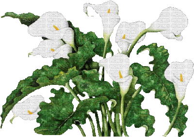 cecily-fleurs scintillant - GIF เคลื่อนไหวฟรี