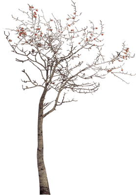 tree anastasia - zadarmo png