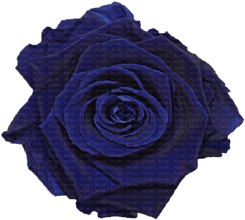 blue rose Bb2 - δωρεάν png
