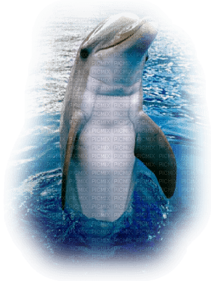 tube dauphin - ücretsiz png