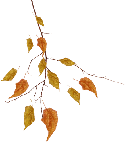 autumn branch leaves kikkapink - png gratis