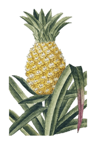 pineapple ananas - безплатен png