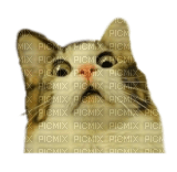 Surprised shocked cat meme - png grátis