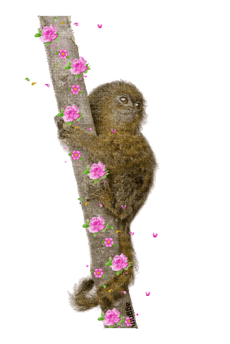 pygmy marmoset - Zdarma animovaný GIF