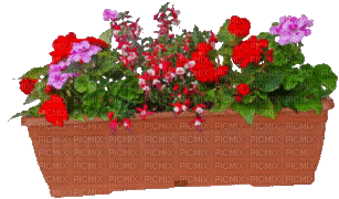 Blumenkasten - Gratis animerad GIF