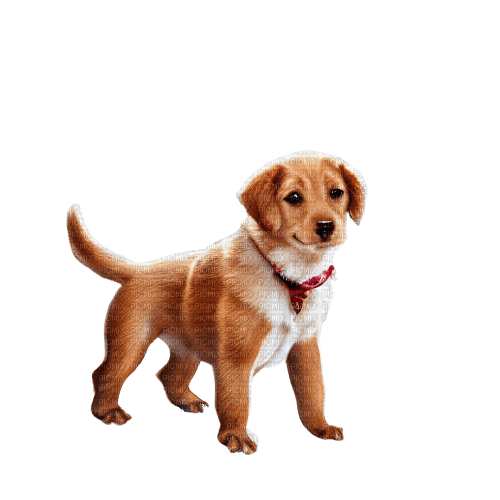 kikkapink cute animal dog puppy puppet - png grátis