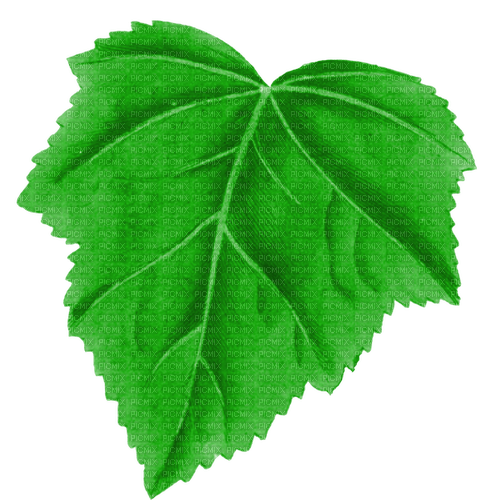 green leaf vineyard - png ฟรี
