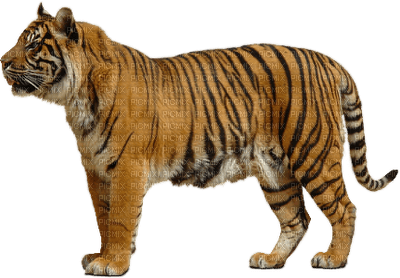 minou-animal-tiger - besplatni png