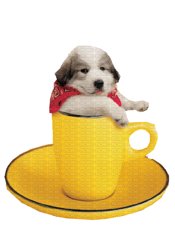 dolceluna dog cup yellow - Free animated GIF