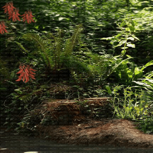 Y.A.M._Fantasy jungle forest background - png gratuito