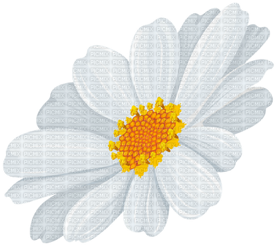Kaz_Creations Flowers Deco Flower Colours - darmowe png