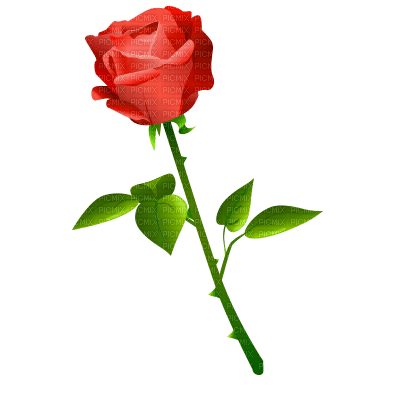 rosa roja - png gratis