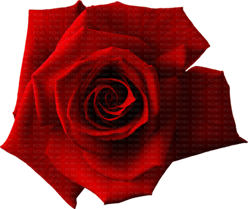 Rose.Red - zadarmo png