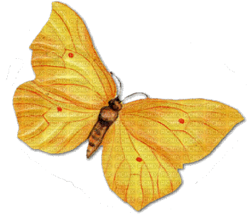 Papillon - GIF animé gratuit
