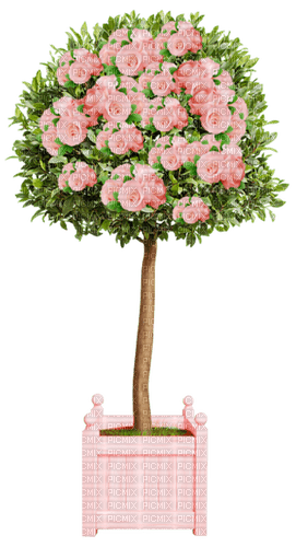 Roses.Pink - gratis png