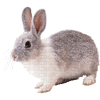 rabbit - безплатен png