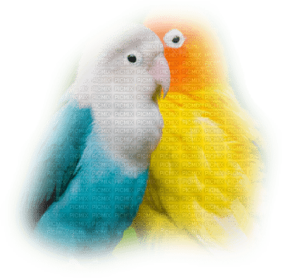 patymirabelle perroquets - фрее пнг