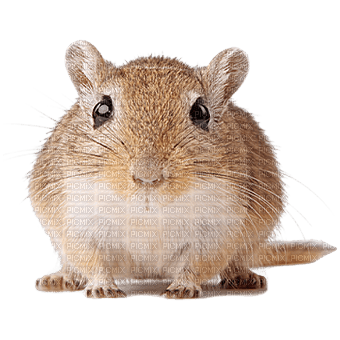 rodent - kostenlos png