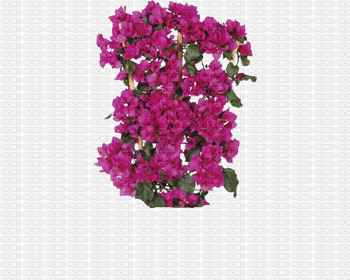 Blume - ücretsiz png