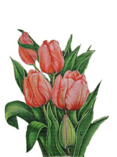 Tulpen, Strauß, rot - zdarma png