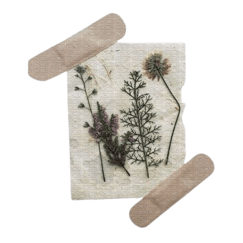 pressed flowers w/ bandaids - 免费PNG
