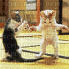 CAT DANCE - GIF animé gratuit