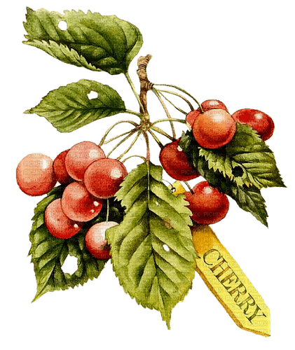 cherries Bb2 - png grátis