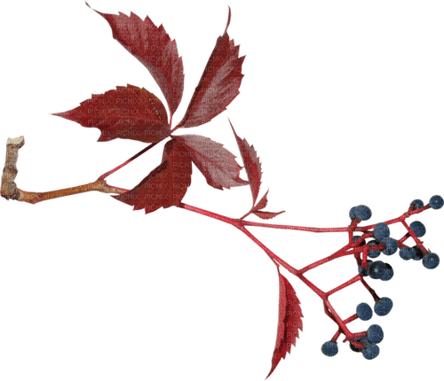 autumn deco branch leaves kikkapink - PNG gratuit