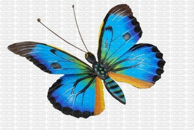 BUTTERFLY - фрее пнг