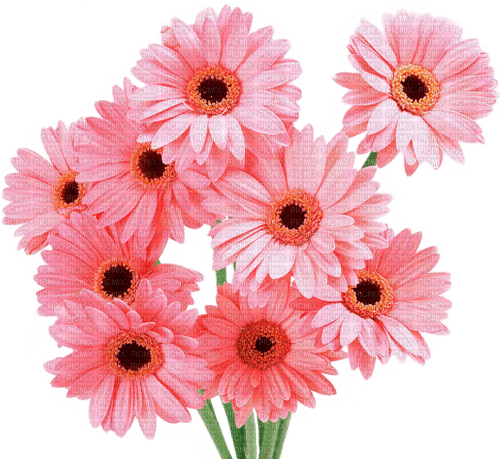 pink daisies Bb2 - png gratis