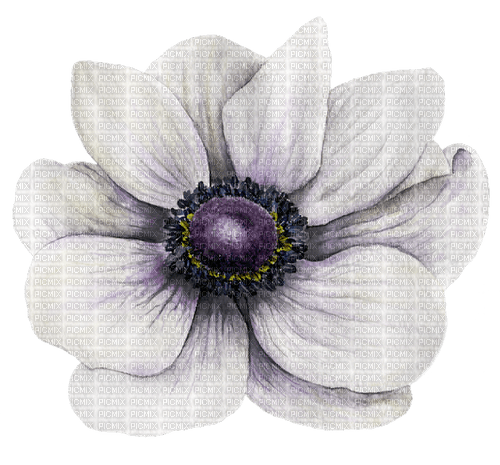 aquarelle,  fleur, Orabel - PNG gratuit