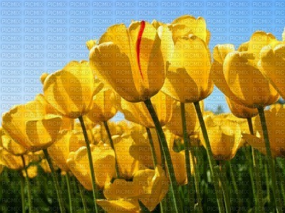 tulipes fleurs jaune encre vert fond - PNG gratuit