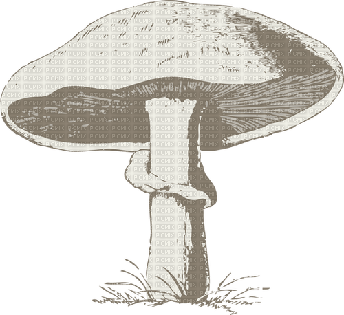 white mushroom Bb2 - PNG gratuit