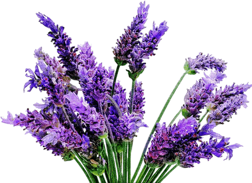 Blue DREAM  70 _ flowers_lavender - PNG gratuit