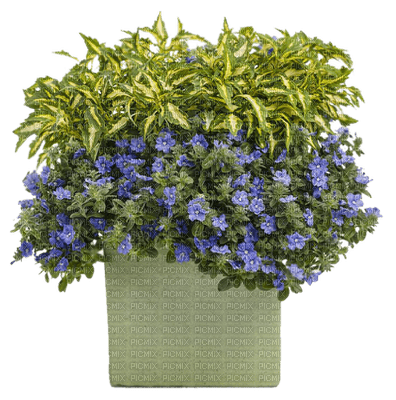 minou-flowers in a pot-blommor i kruka-fiori in vaso-fleurs dans un pot - zdarma png