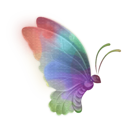 Schmetterling butterfly - ingyenes png