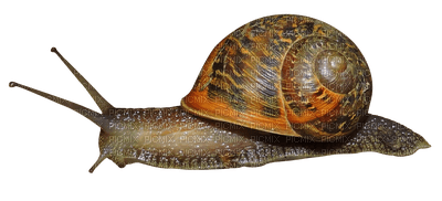 snail - png gratis