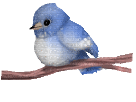 Blue Bird - GIF animado gratis