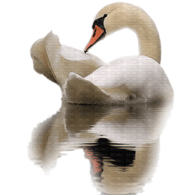 swans bp - darmowe png