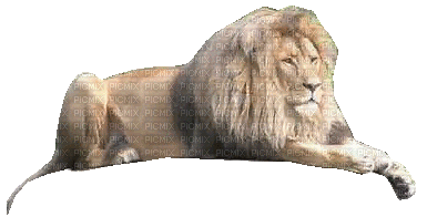 ani lejon-djur - Gratis animerad GIF