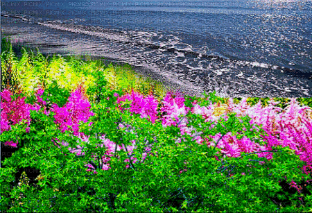 Background flowers - Darmowy animowany GIF
