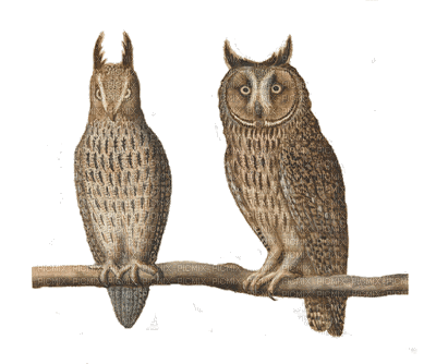 Owls - GIF animasi gratis